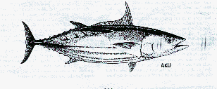 Skipjack tuna.TIF (49344 bytes)