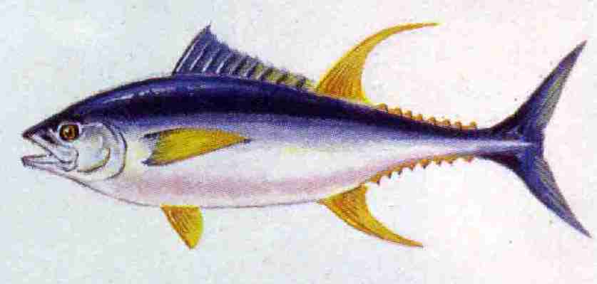 Yellowfin Tuna.JPG (15465 bytes)